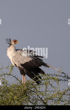 Oiseau secrétaire (Sagittarius serpentarius), Parc national du Serengeti, Tanzanie Banque D'Images