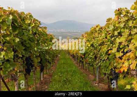 Vignes avec raisins rouges Banque D'Images