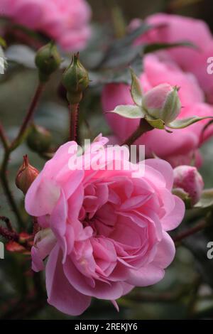Couverture de sol Rose petit arbuste Rose - Rosa 'la fée' Banque D'Images