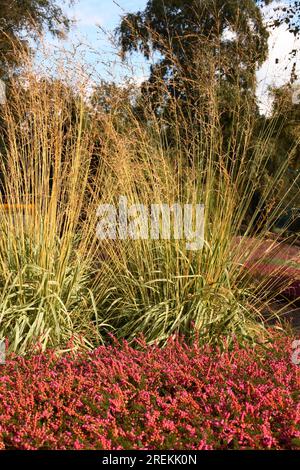 Molinia caerulea 'Variegata' - graminée de Pipegrass Puple gris Moor (Calluna vulgaris 'Red Favoritt' - bruyère commune) Banque D'Images