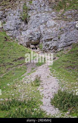 Moutons s'abritant dans une grotte dans la vallée calcaire de Cavedale dans le High Peak District, Castleton, Derbyshire, Royaume-Uni Banque D'Images