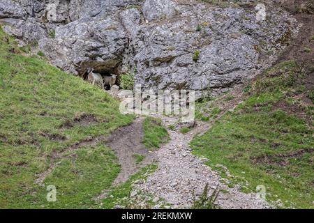 Moutons s'abritant dans une grotte dans la vallée calcaire de Cavedale dans le High Peak District, Castleton, Derbyshire, Royaume-Uni Banque D'Images