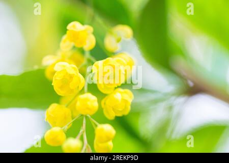 Berberis vulgaris, simplement des fleurs jaunes de baryère. Les bourgeons se regroupent sur le Barberry commun ou européen en floraison au printemps. Mise au point douce. Blué Banque D'Images