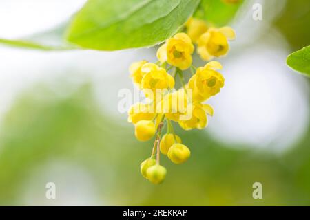 Berberis vulgaris, simplement des fleurs jaunes d'épine-vinette. Les bourgeons se regroupent sur la floraison de l'épine-vinette commune ou européenne au printemps Banque D'Images