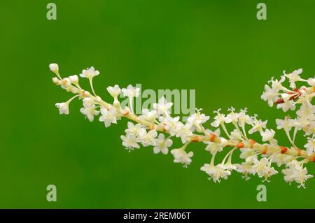 Reynoutria japonica (Fallopia japonica) (Reyonutria japonica), knotweed ailé japonais Banque D'Images