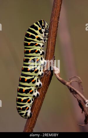 Chenille (Papilio machaon), Rhénanie du Nord-Westphalie, Allemagne Banque D'Images