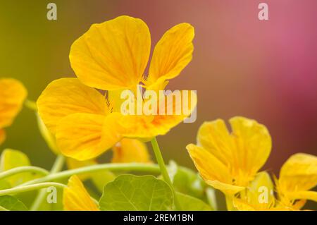 Nasturtium 'Whirlybird Gold' (Tropaeolum majus) Banque D'Images