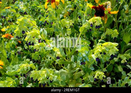 Usine de crevettes bleues (Cerinthe major var. Purpurascens), millepertuis bleu, fleur de cire bleue Banque D'Images