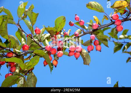 Crabapple (Malus) 'Radiant Banque D'Images