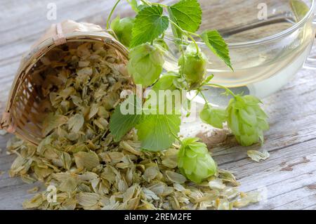 Tasse de thé de houblon (Humulus lupulus) houblon séché, thé de houblon Banque D'Images