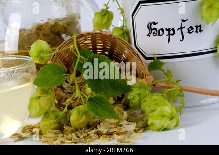 Houblon (Humulus lupulus) houblon séché, thé de houblon Banque D'Images