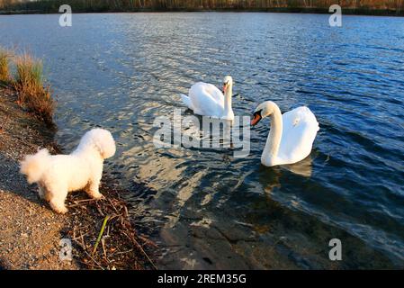 Bichon Frise et Mute Cygnes (Cygnus olor), Mute Swan Banque D'Images