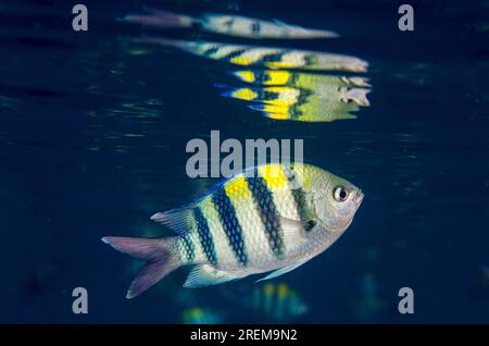 Sergent Indo-Pacifique Damselish, Abudefduf vaigiensis, avec réflexion en surface, site de plongée Liberty Wreck, Tulamben, Bali, Indonésie Banque D'Images