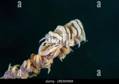 Crevette de corail fouet, onciger Pontonides, camouflé sur corail fouet, Alcyonacea Order, site de plongée sur jetée, Pemuteran, Buleleng Regency, Bali, Indonésie Banque D'Images