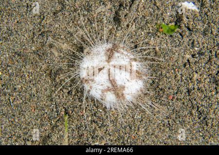 Heart Heart Urchin, Maretia planulata, site de plongée Puri Jati, Seririt, Buleleng Regency, Bali, Indonésie Banque D'Images