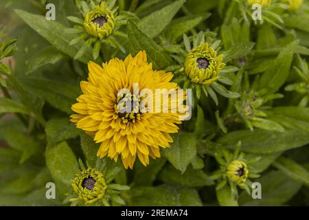 Photo de jolies fleurs jaunes avec une entièrement ouverte dans un champ plein de nombreuses autres fleurs de la même guilde Banque D'Images