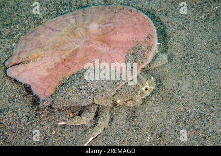 Crabe oursin Dorippe, Dorippe frascone, porteur de Pancake Sand Dollar, Sculpsitechinus auritus, pour la protection et le camouflage, site de plongée Puri Jati, SER Banque D'Images