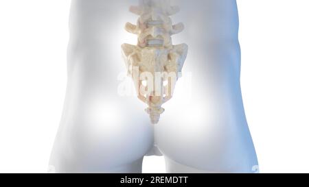 Vue postérieure du sacrum, illustration. Banque D'Images