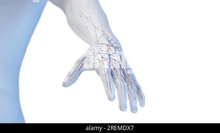 Anatomie vasculaire de la main, illustration. Banque D'Images