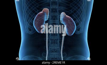 Reins, glandes surrénales et uretères, illustration. Banque D'Images