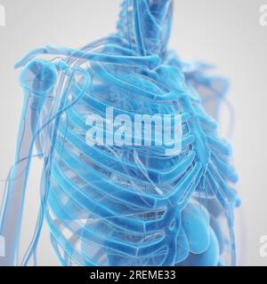Anatomie thoracique, illustration. Banque D'Images