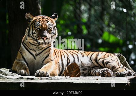 Kuala Lumpur, Malaisie. 23 juillet 2023. Un tigre malais est photographié au Zoo Negara près de Kuala Lumpur, Malaisie, le 23 juillet 2023. La Journée internationale du tigre est célébrée le 29 juillet de chaque année. Crédit : Cheng Yiheng/Xinhua/Alamy Live News Banque D'Images