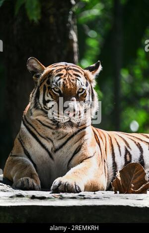 Kuala Lumpur, Malaisie. 23 juillet 2023. Un tigre malais est photographié au Zoo Negara près de Kuala Lumpur, Malaisie, le 23 juillet 2023. La Journée internationale du tigre est célébrée le 29 juillet de chaque année. Crédit : Cheng Yiheng/Xinhua/Alamy Live News Banque D'Images