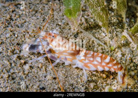 Crevette Tiger Snapping, Alpheus bellulus, sur sable, site de plongée Tasi Tolu, Dili, Timor oriental Banque D'Images