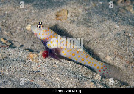 Shrimpgoby repéré, Amblyeleotris guttata, entrée du trou de garde, site de plongée K41, Dili, Timor oriental Banque D'Images