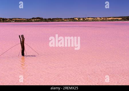 Pink Lake avec vieux poteau de clôture Banque D'Images