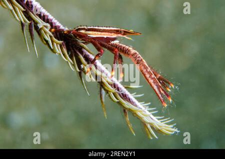 Elégant squat de crinoïde homard, Allogalathea elegans, sur crinoïde, ordre Comatulida, site de plongée Tasi Tolu, Dili, Timor oriental Banque D'Images