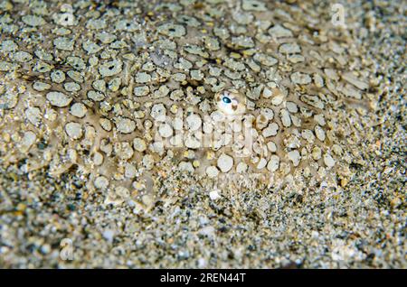 Peacock Sole (Pardachirus pavoninus) camouflée sur sable, plongée de nuit, site de plongée de Dili Rock East, Dili, Timor oriental Banque D'Images