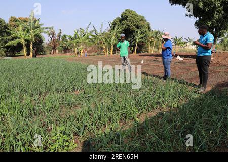 Chine. 29 juillet 2023. Boane, Mozambique. 28 juillet 2023. Deux techniciens du Centre de démonstration de technologie agricole Chine-Mozambique communiquent avec un agriculteur local (L) du village de Manguiza dans le district de Boane dans la province de Maputo, Mozambique, le 28 juillet 2023. Construit en 2010, le centre de démonstration est un important projet de coopération entre les gouvernements chinois et mozambicain. En plus de faire des expériences agricoles, le centre est également impliqué dans la formation des agriculteurs locaux. Crédit : Dong Jianghui/Xinhua/Alamy Live News crédit : Xinhua/Alamy Live News Banque D'Images