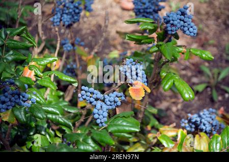 Gros plan d'un arbuste à feuilles persistantes de raisin de l'Oregon (Mahonia aquifolium) avec des baies mûres bleuâtres-noires - la fleur de l'état de l'Oregon. Image horizontale avec sha Banque D'Images