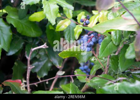 Gros plan d'un arbuste de raisin de l'Oregon (Mahonia aquifolium) avec des baies mûres bleuâtre-noires utilisées en médecine traditionnelle et à des fins culinaires. Horizonta Banque D'Images