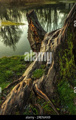 Vieux tronc de saule sur la rive de la rivière Tirino dans les Abruzzes. Réserve naturelle guidée du fleuve Tirino, Abruzzes, Italie, Europe Banque D'Images