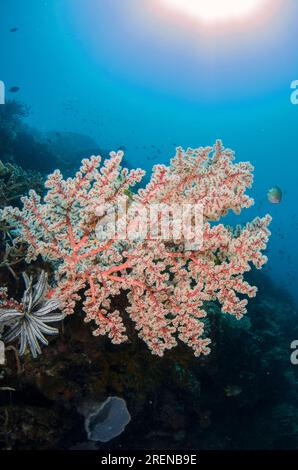 Corail cerisier en fleurs, Siphonogorgia godeffroyi, avec soleil et poissons en arrière-plan, site de plongée Outer Reef, île Atauro, près de Dili, Timor oriental Banque D'Images