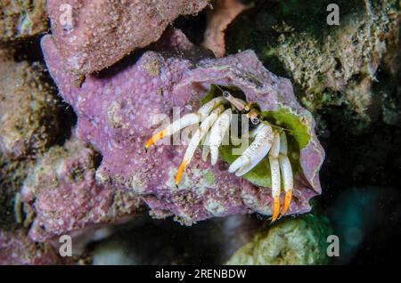 Petit Hermite blanc, Calcinus minutus, en coquille, site de plongée Bob's Rocks, Dili, Timor oriental Banque D'Images