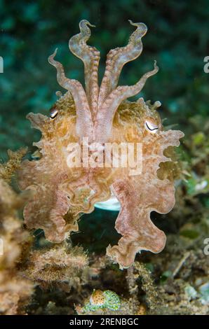 Broadclub Cuttlefish, Sepia latimanus, élevant des tentacules en position défensive, site de plongée de Tasi Tolu, Dili, Timor oriental Banque D'Images