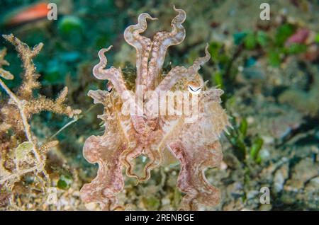 Broadclub Cuttlefish, Sepia latimanus, élevant des tentacules en position défensive, site de plongée de Tasi Tolu, Dili, Timor oriental Banque D'Images