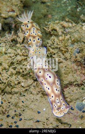 Paire de Tryon's Nudibranch, Hypselodoris tryoni, se traînant, site de plongée Dili Rock East, Dili, Timor oriental Banque D'Images