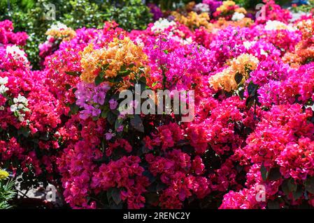 La culture de Bougainvillea multicolore fleurit sous la lumière du soleil à Nha Trang Vietnam Banque D'Images