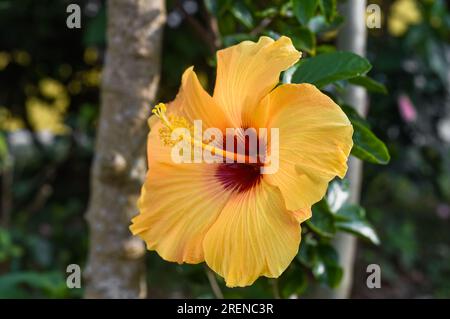 Hibiscus rosa-sinensis, connu familièrement sous le nom d'hibiscus chinois, Chine rose Banque D'Images