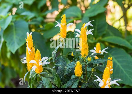 Pachystachys lutea est connue sous le nom de plante de crevettes dorées ou de plante de Lollipop Banque D'Images