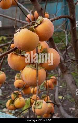 Fruits du kaki sur les arbres dans un jardin d'automne. Fruit du kaki, arbre de kaki avec fruit du kaki Banque D'Images