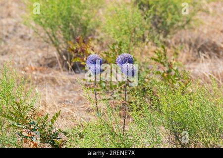 Echinops ritro ou globe violet chardon floraison dans le champ Banque D'Images