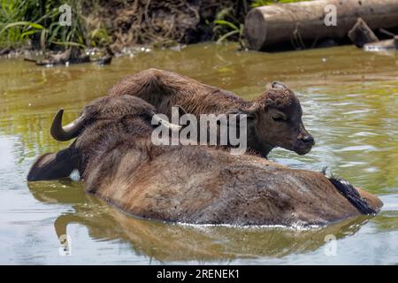 Le buffle d'eau (Bubalus bubalis) avec veau, également appelé buffle d'eau domestique ou buffle d'eau asiatique Banque D'Images