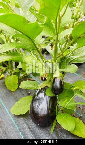 Culture en serre d'aubergines biologiques, focalisation sélective. Banque D'Images