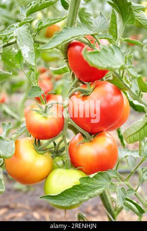 Photo en gros plan de tomates biologiques cultivées en serre, mise au point sélective. Banque D'Images