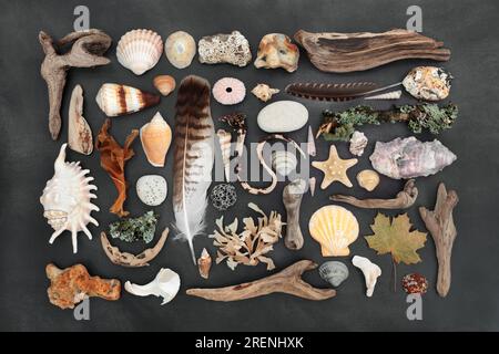 Assortiment naturel d'objets de la nature avec plumes, bois flotté, coquillages, roches et mousse. Etude détaillée sur fond gris tacheté. Banque D'Images